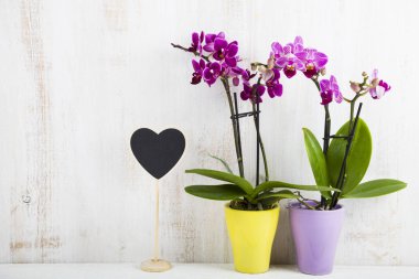İki orkide (Phalaenopsis) ve kalp  