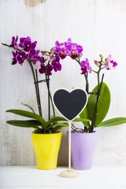 İki orkide (Phalaenopsis) ve kalp  