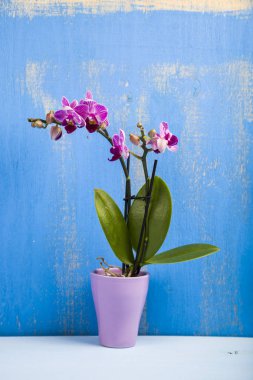 Ahşap bir masa üzerinde tencerede orkide 