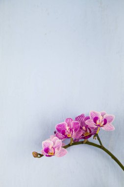 Orkide (Phalaenopsis) mavi bir ahşap tablo