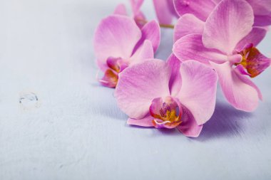 Orkide (Phalaenopsis) mavi bir ahşap tablo