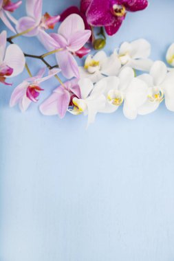 Orkide (Phalaenopsis) mavi bir ahşap tablo