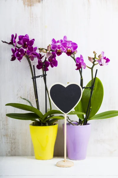 İki orkide (Phalaenopsis) ve kalp  
