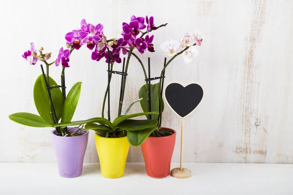 Üç orkide (Phalaenopsis) ve kalp  
