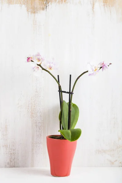 Orchidée en pot sur une table en bois — Photo