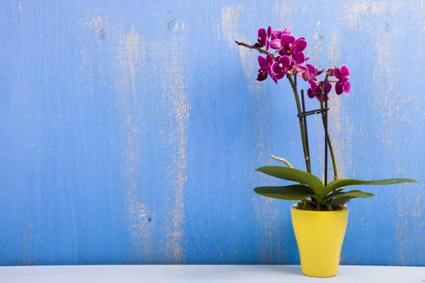 Orchidee im Topf auf einem Holztisch — Stockfoto