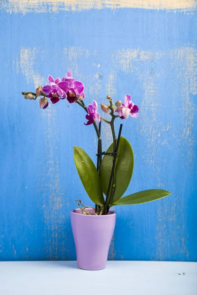 Ahşap bir masa üzerinde tencerede orkide 