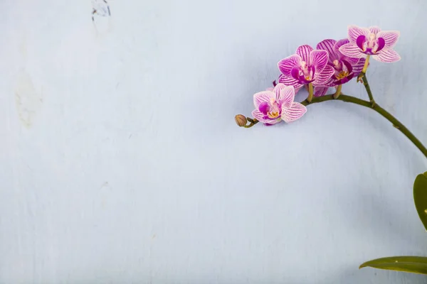 Orchid (Phalaenopsis) på en blå träbord — Stockfoto