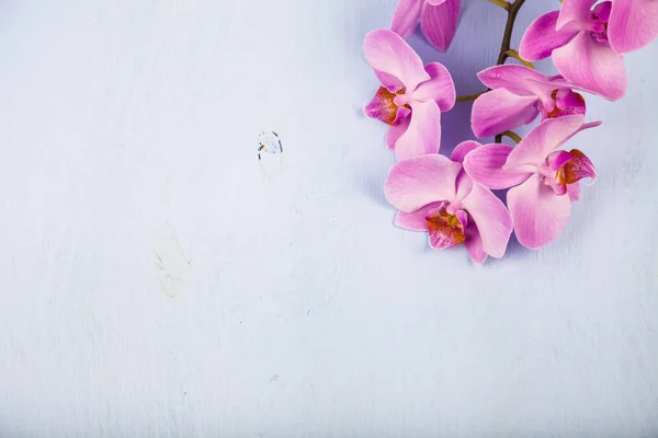 Orchidee (phalaenopsis) auf einem blauen Holztisch — Stockfoto
