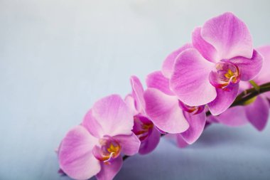 Orkide (Phalaenopsis) mavi bir ahşap tablo
