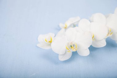 Orkide (Phalaenopsis) mavi bir ahşap tablo