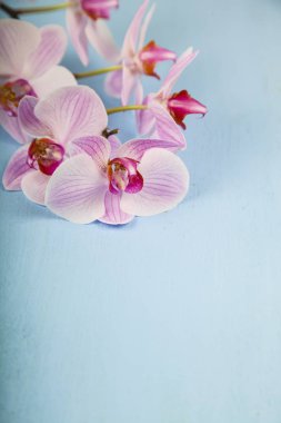 Orkide (Phalaenopsis) mavi bir ahşap tablo