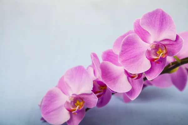 Орхидея (Фаленопсис) на синем деревянном столе — стоковое фото