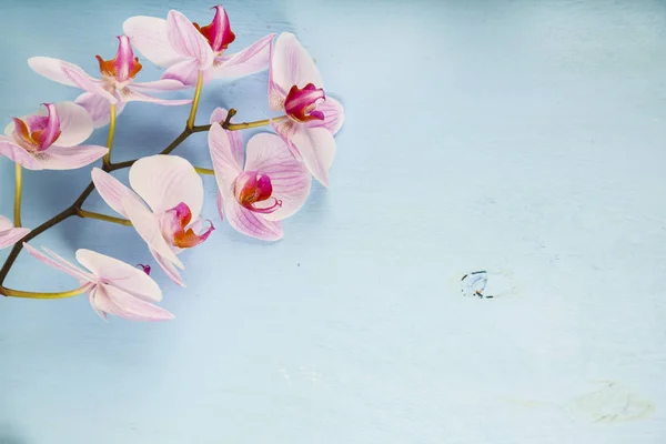 Orchidee (phalaenopsis) auf einem blauen Holztisch — Stockfoto