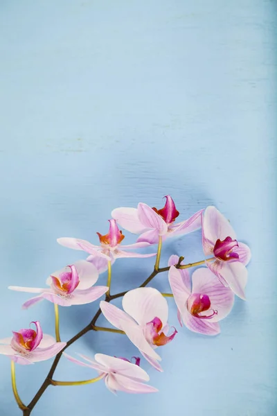 Orchidee (phalaenopsis) auf einem blauen Holztisch — Stockfoto