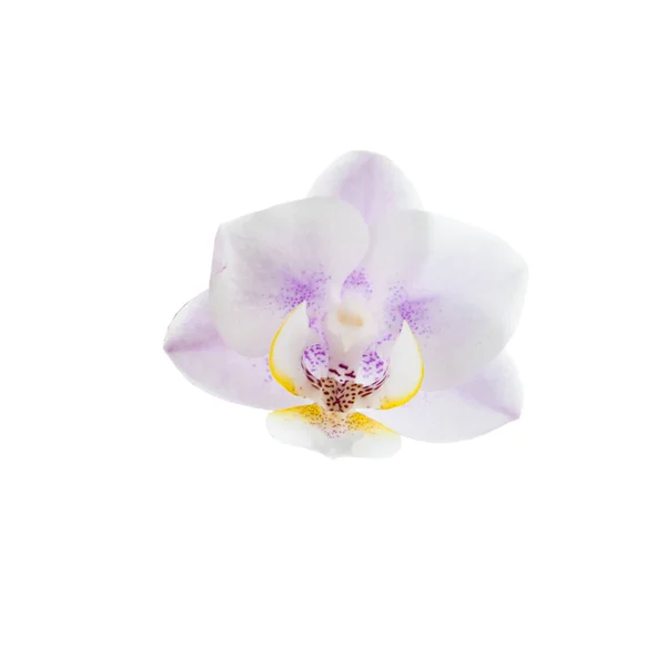 Orquídea aislada sobre fondo blanco. —  Fotos de Stock