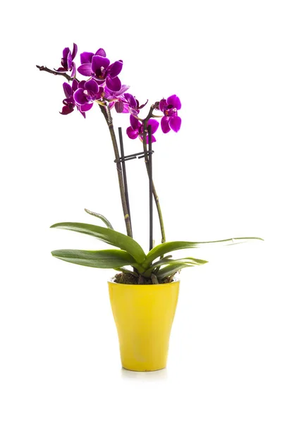 Pink orchid in a pot — Stock Photo, Image