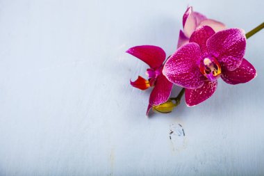 Orkide (Phalaenopsis) mavi bir ahşap tablo. 