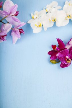 Orkide (Phalaenopsis) mavi bir ahşap tablo. 