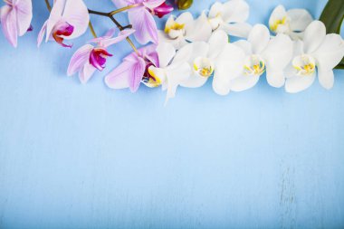 Orkide (Phalaenopsis) mavi bir ahşap tablo. 