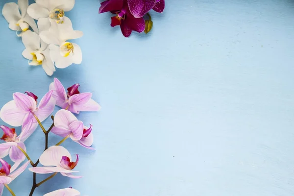 Orchideen (phalaenopsis) auf einem blauen Holztisch. — Stockfoto