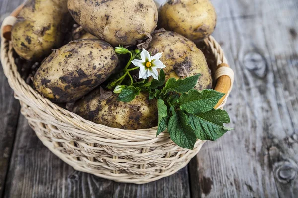 Rå potatis med blad och blommor — Stockfoto