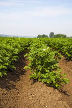 Güneşli bir yaz gününde patates tarlası