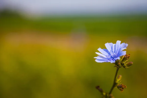 풀밭에 블루 치 코리 꽃 — 스톡 사진