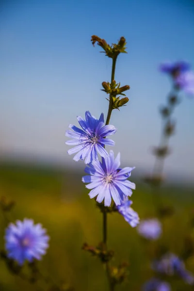 Fiori di cicoria azzurri su un prato — Foto Stock