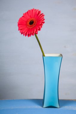 Mavi bir vazo içinde pembe gerbera 