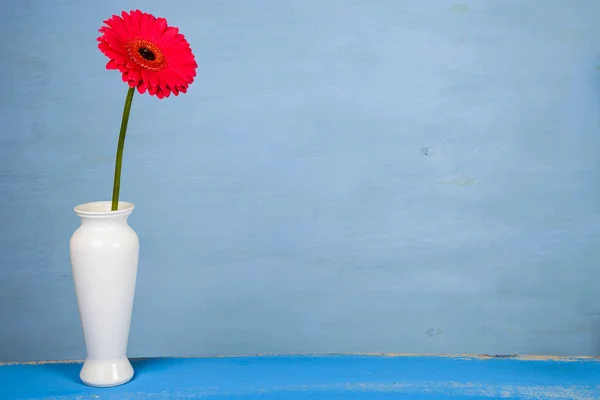 Pink gerbera in a white vase — Stock Photo, Image