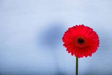 Ahşap arka plan üzerinde pembe gerbera.