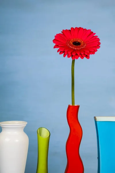 Bunte Vasen und rosa Gerbera — Stockfoto