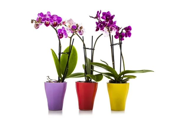 Drie orchideeën in potten — Stockfoto