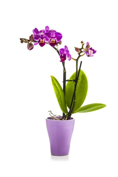 Orchidee in de pot op een witte achtergrond. — Stockfoto