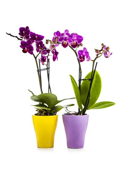 Two orchids in pots — Stock Photo, Image