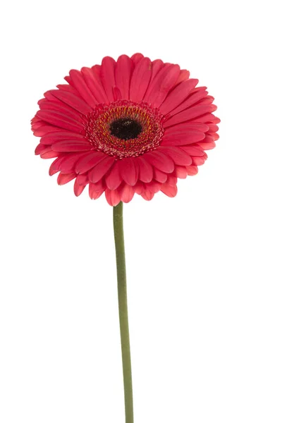 Gerbera rosa su sfondo bianco — Foto Stock