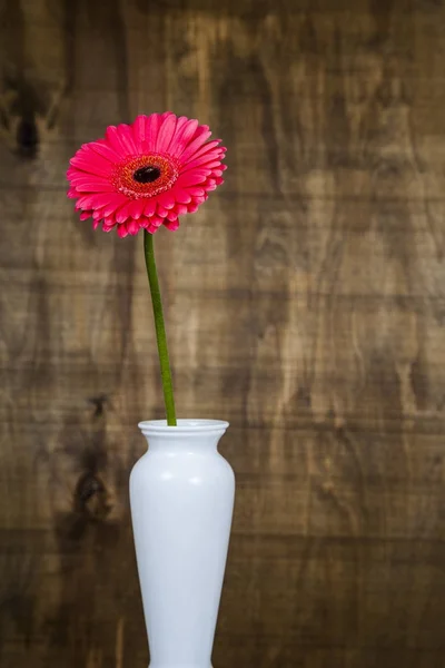 A vázában, rózsaszín gerbera — Stock Fotó