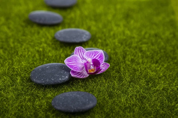 Курортные камни и орхидея на зеленой траве — стоковое фото