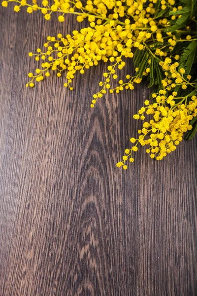 Ahşap bir zemin üzerine sarı Mimoza. — Stok fotoğraf