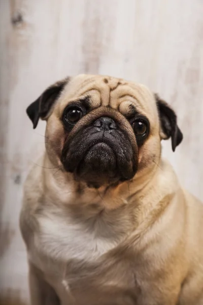 Retrato de um cão pug — Fotografia de Stock