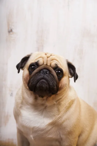 Портрет мопсового собаки — стокове фото