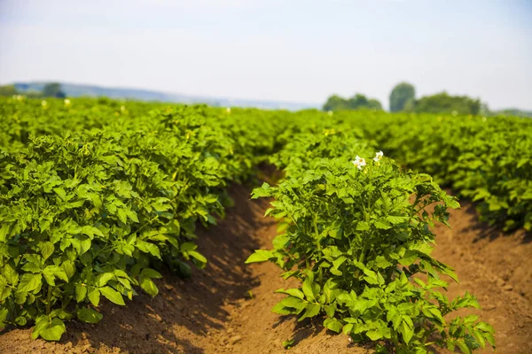 Champ de pommes de terre par une journée ensoleillée d'été — Photo