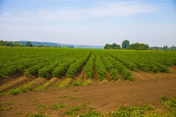 Картопляне поле в сонячний літній день — стокове фото