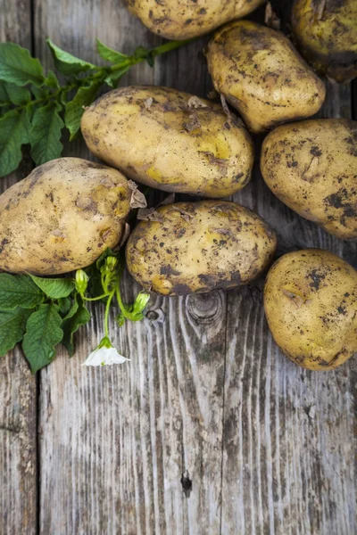 Rå potatis med blad och blommor — Stockfoto