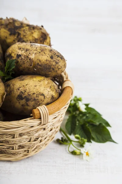 Rå potatis med blad och blommor — Stockfoto