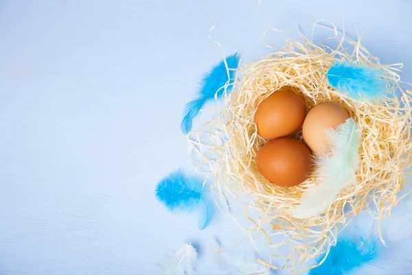 Påskägg i boet — Stockfoto