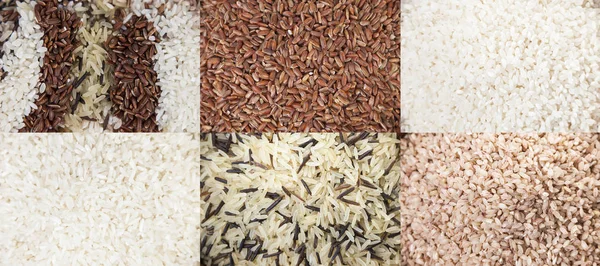 不同类型水稻一套 — 图库照片