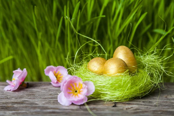 Bo med gyllene ägg — Stockfoto