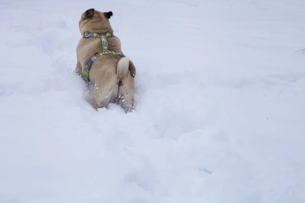 Kutya séta a téli. — Stock Fotó